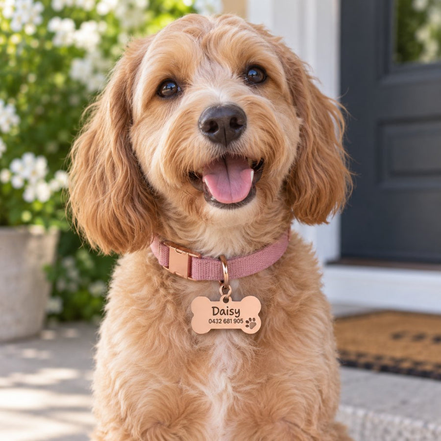 Hund mit einem roségoldenen, gravierten ID-Anhänger