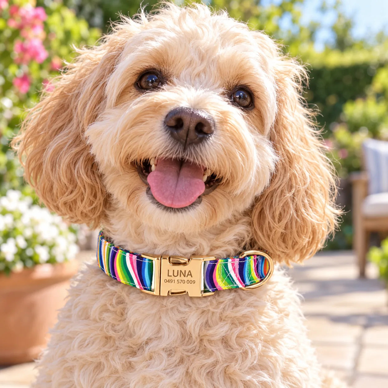 Cavoodle in a Rainbow Stripe collar engraved Luna