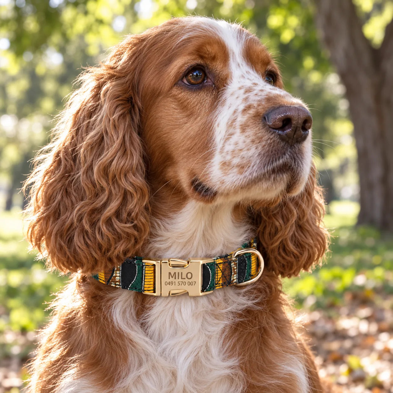 Cocker spaniel in a Forest Trail collar engraved Milo