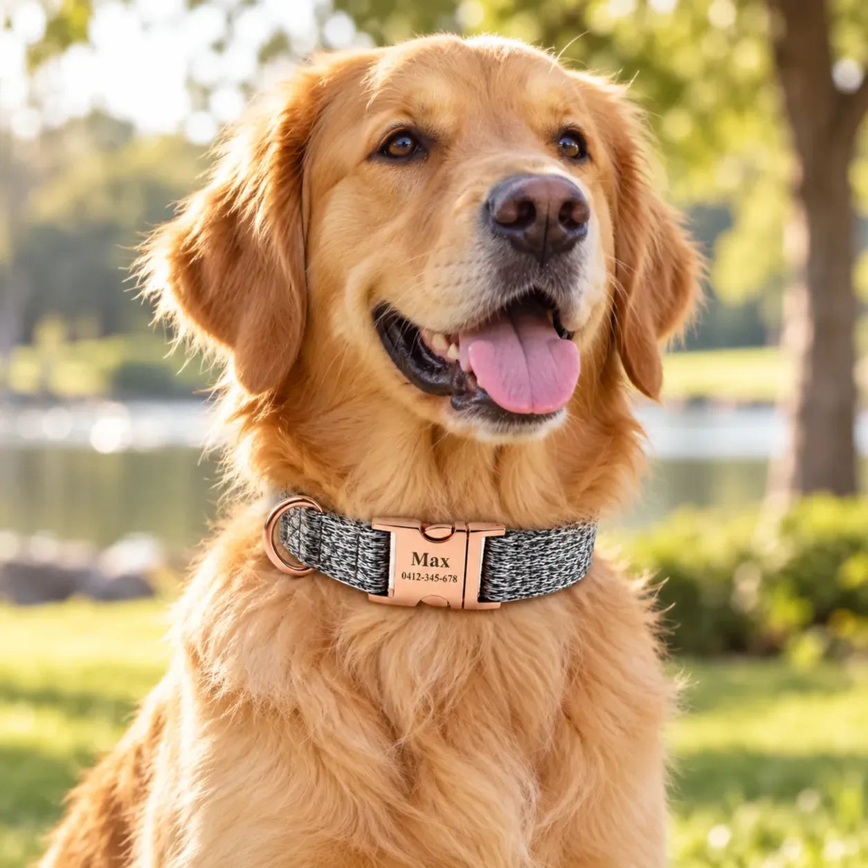 Golden Retriever on a trail wearing the charcoal woven collar