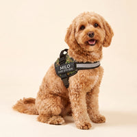 Crumpaw Personalised Dog Harness