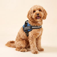 Crumpaw Personalised Dog Harness