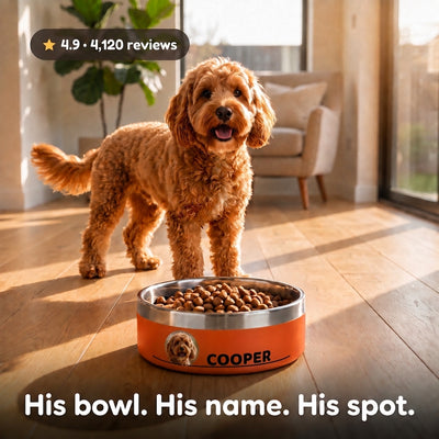 Cockapoo standing over a sunset orange Personalised Photo Dog Bowl full of kibble, his photo printed beside the name COOPER