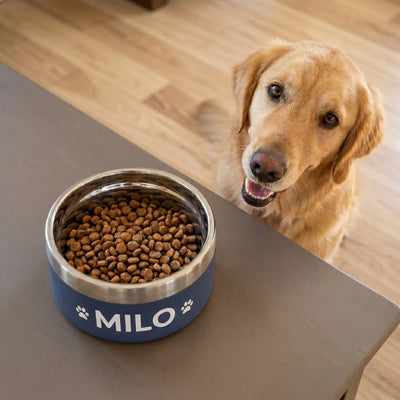 Labradoodle standing over a printed orange bowl on a wooden floor