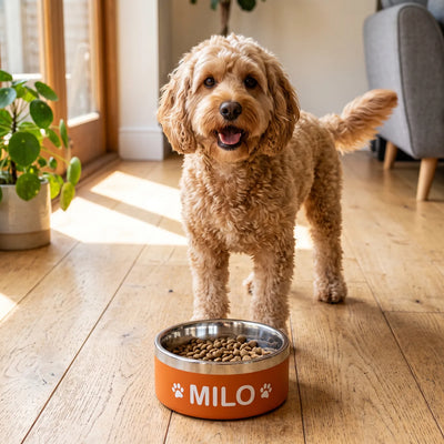 Golden retriever beside a navy bowl printed with MILO