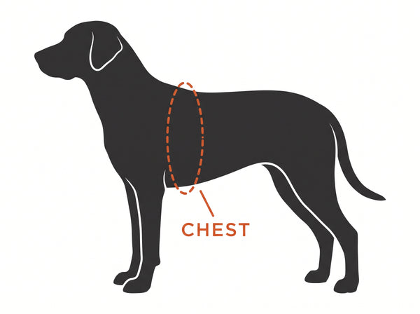 Diagram of a dog in side profile with a dashed loop around the deepest part of the ribcage just behind the front legs, labelled CHEST.