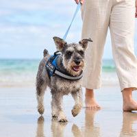 A schnauzer walking on wet sand at the beach in a blue personalised dog harness, its lead held by a barefoot owner.