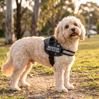 A cream cavoodle standing on grass at golden hour in a black personalised dog harness with a printed name patch across the chest.