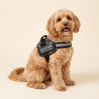 A cavoodle sitting on a cream studio background wearing a black personalised dog harness with its name and phone number on the chest patch.