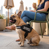 A fawn French Bulldog sitting at an outdoor cafe table in a black personalised dog harness with its name and number on the patch.
