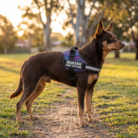 A brown and tan Kelpie standing on a park path at sunset in a graffiti-print personalised dog harness, the chest patch printed BUSTER above a phone number.
