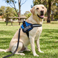 A yellow Labrador sitting on park grass in a blue personalised dog harness printed CHARLIE and a phone number, lead clipped to the back D-ring.