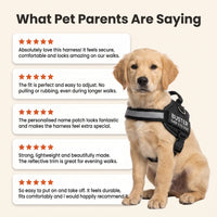 Graphic headed What Pet Parents Are Saying with five star-rated review quotes beside a golden retriever puppy in a black personalised dog harness.