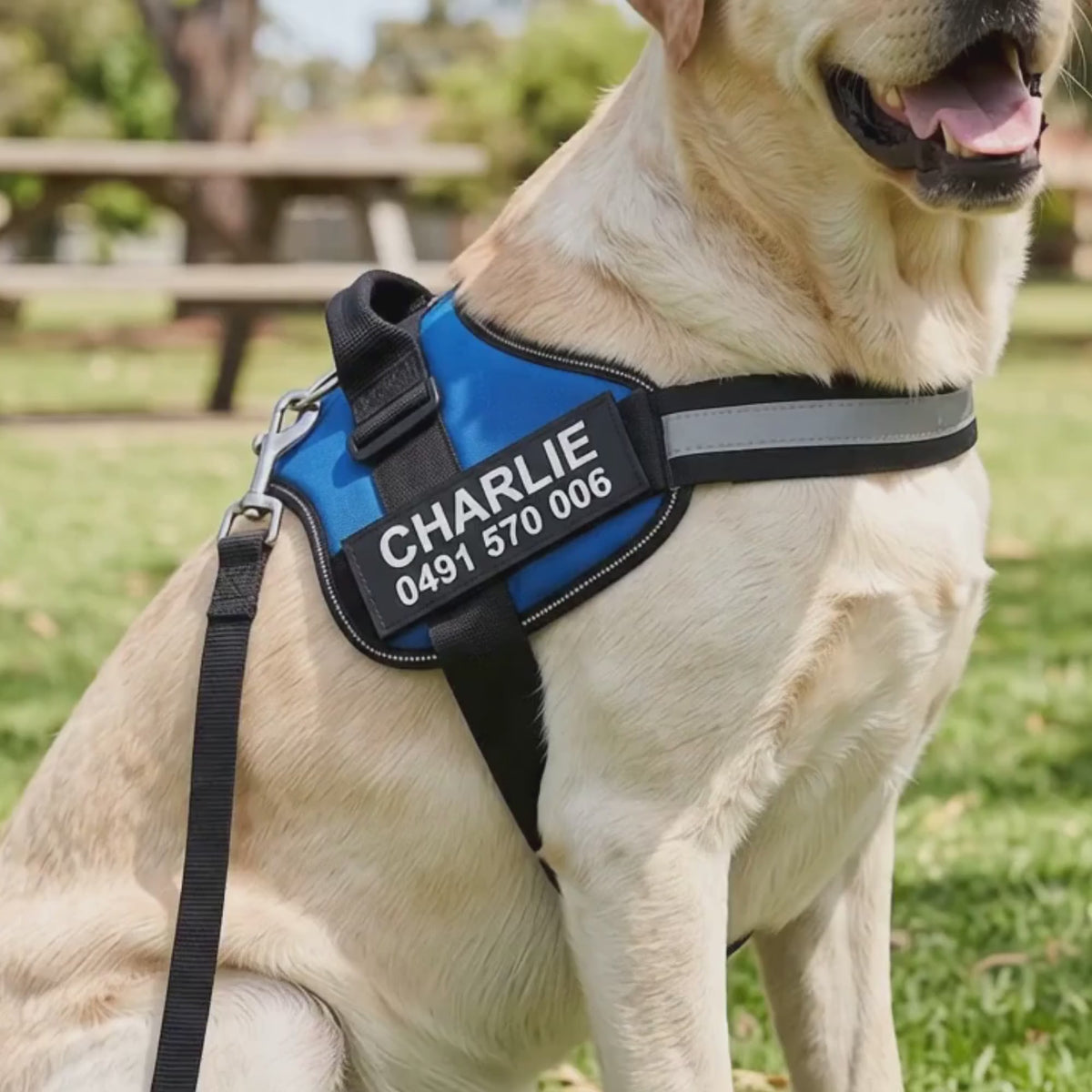 Crumpaw personalisierbares Hundegeschirr