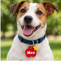 Jack Russell wearing a red Max tag