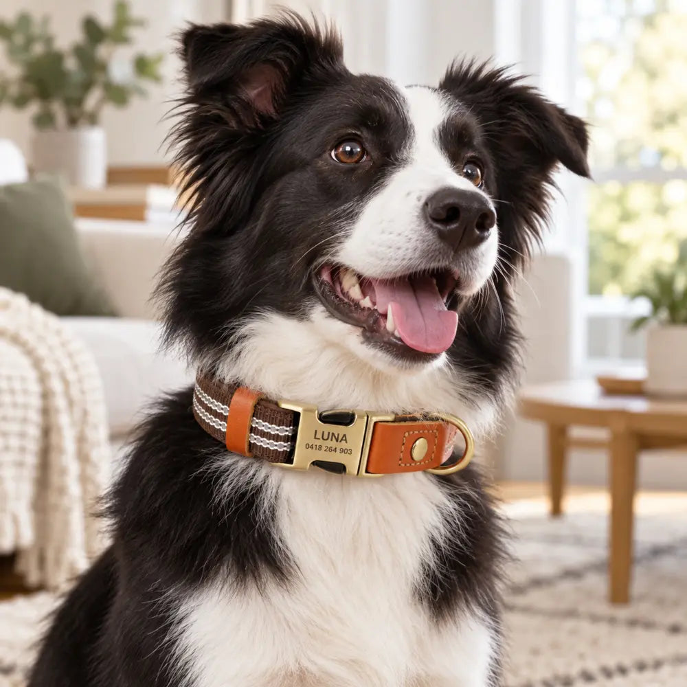 Luna wearing the personalised reflective collar at home