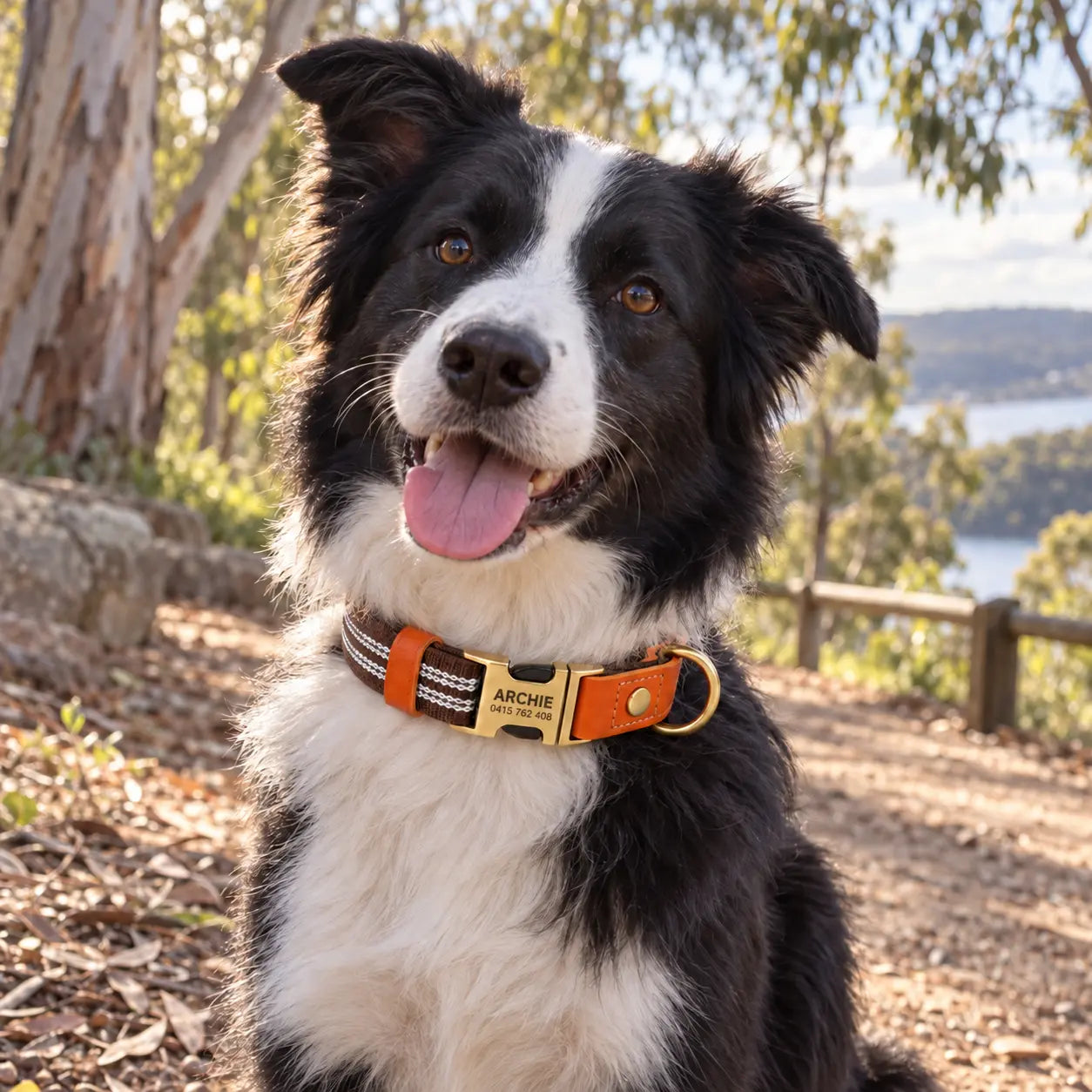 Border collie wearing the brown reflective collar on a park trail