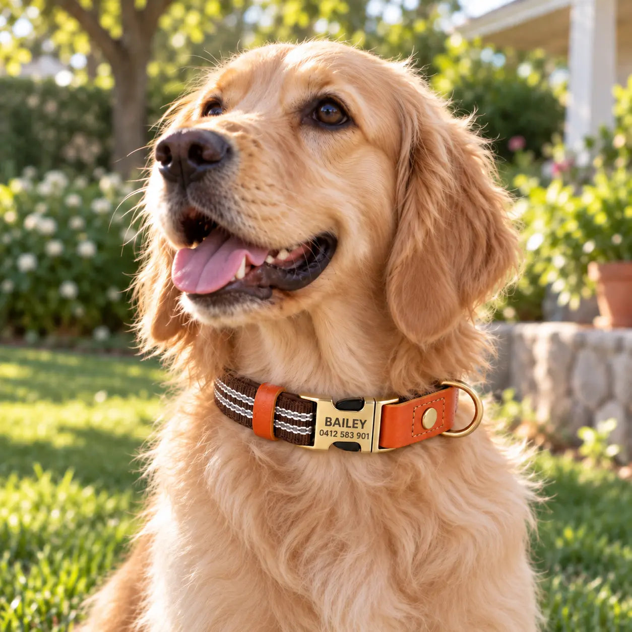 Golden retriever wearing the brown reflective collar in a sunny garden