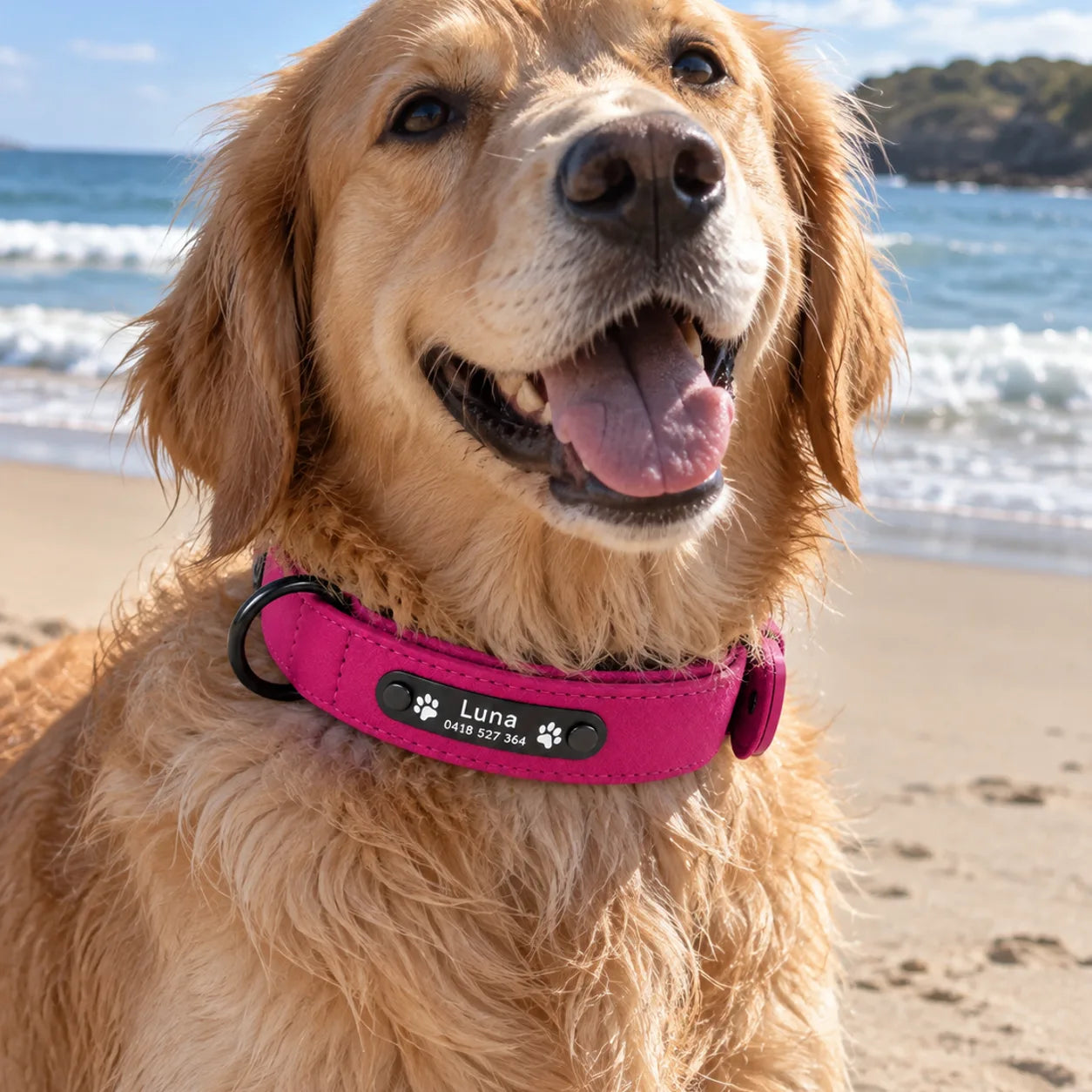 Dog wearing a hot pink personalised collar
