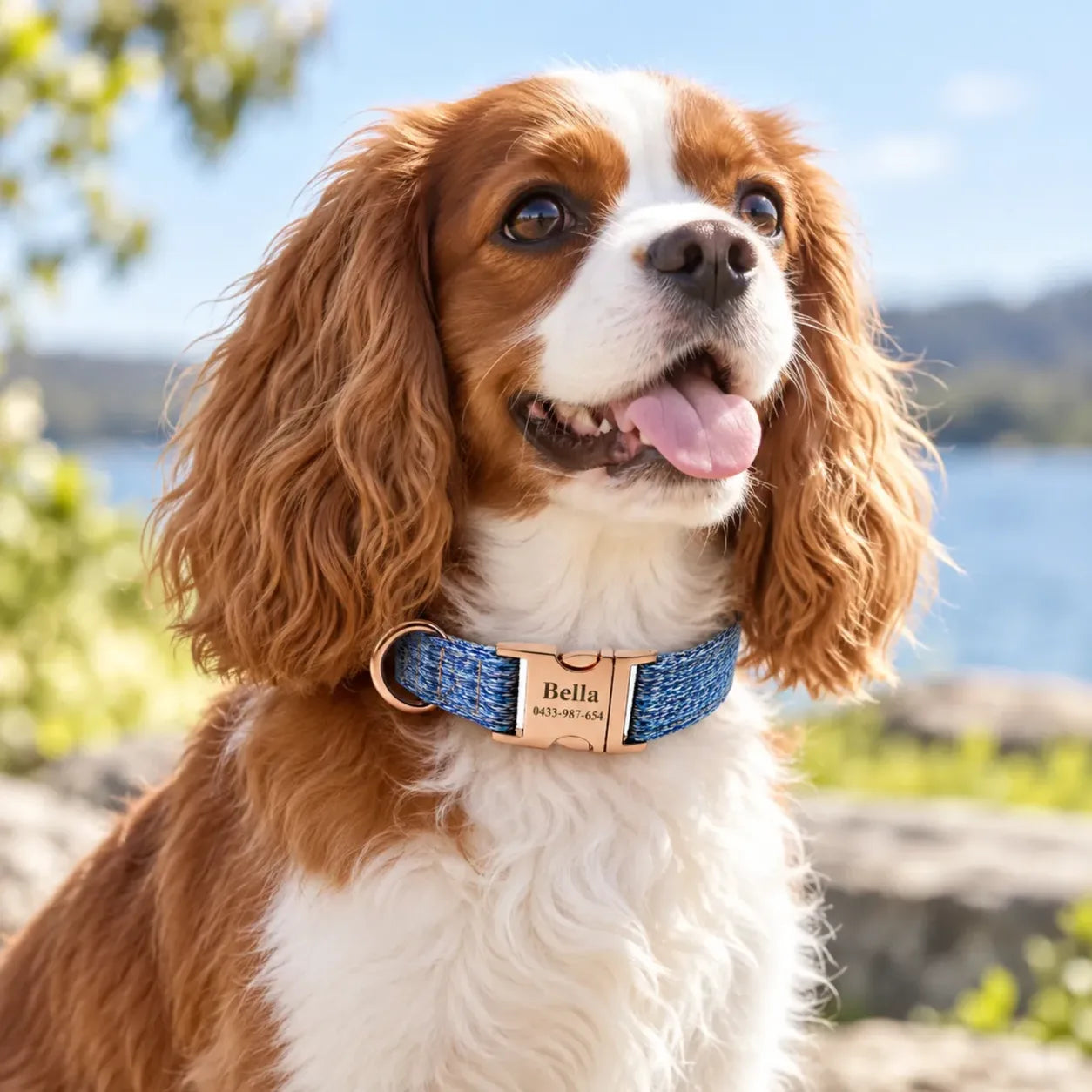 Cavalier wearing the ocean blue woven collar