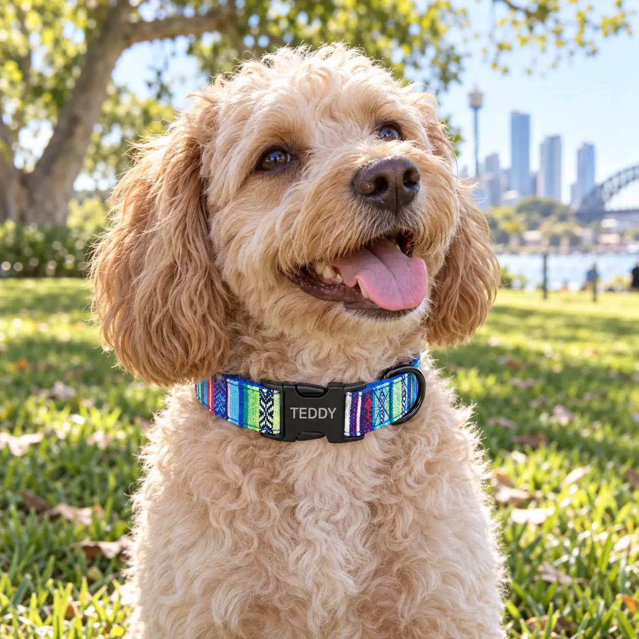 Cream Cavoodle in a city park wearing a blue personalised collar engraved Teddy