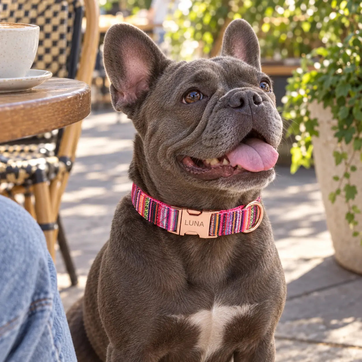 Grey French Bulldog at an outdoor cafe wearing a pink personalised collar engraved Luna