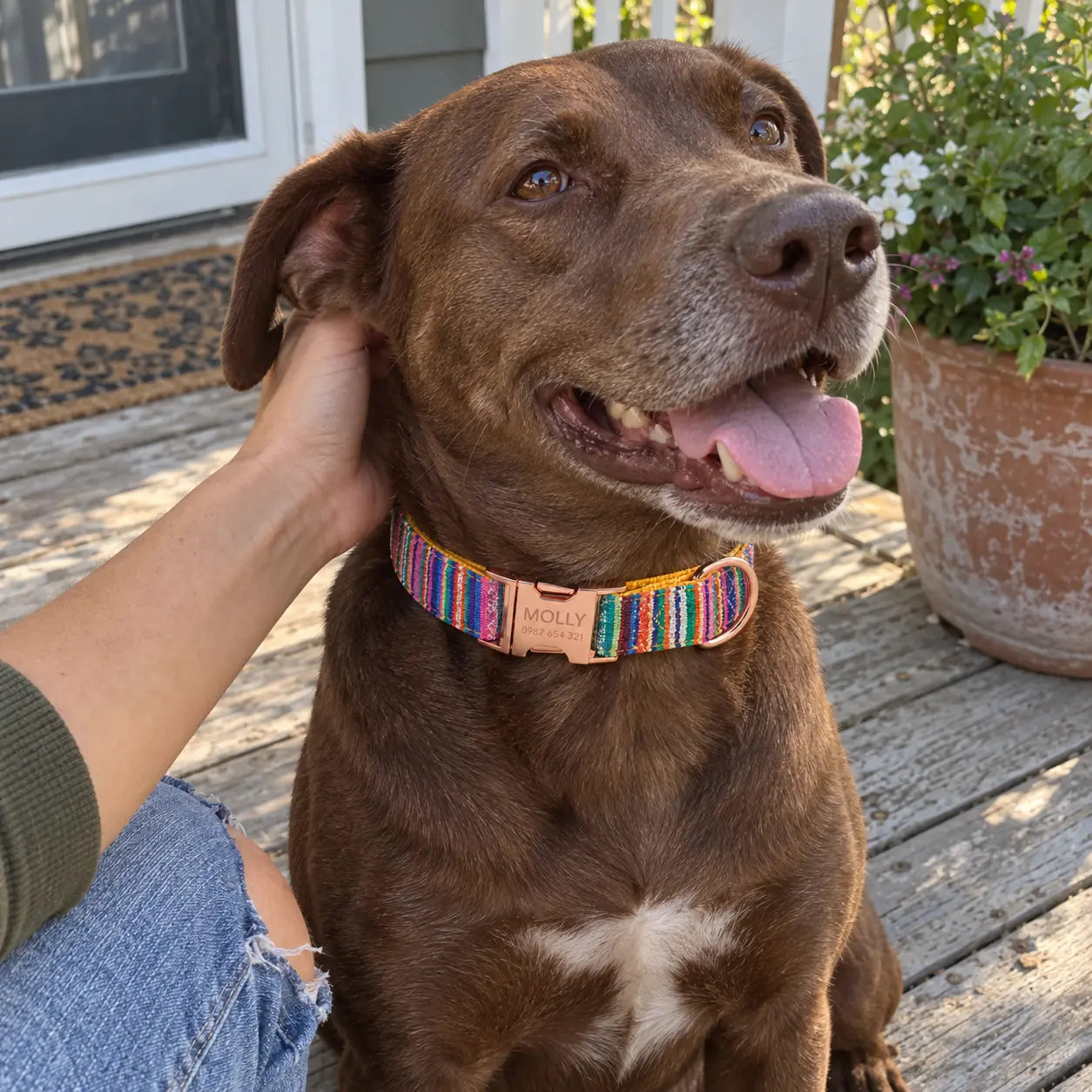 Brown dog wearing an engraved collar